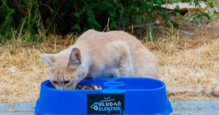 SICAK YAZ GÜNLERİNDE CAN DOSTLARIMIZA DESTEK