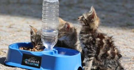 Sevgimiz, Enerjimiz Sizinle